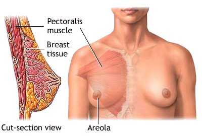 breast